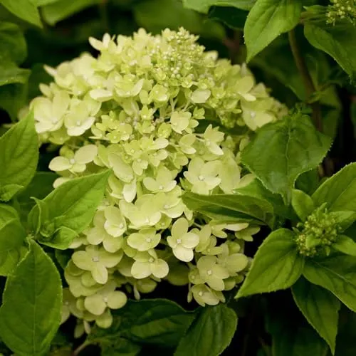 Zwerg-Rispenhortensie, Hydrangea paniculata 'Little Lime'®, im 5 Liter Topf