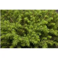 Pflanzen für Dich Konifere Picea abies Echiniformis - Ziergehölz: Die kompakte Zwergfichte besticht durch ihre kissenförmige Wuchsform, ist pflegeleicht und immergrün - ideal für Steingärten, Vorgärten und als Kübelpflanze.