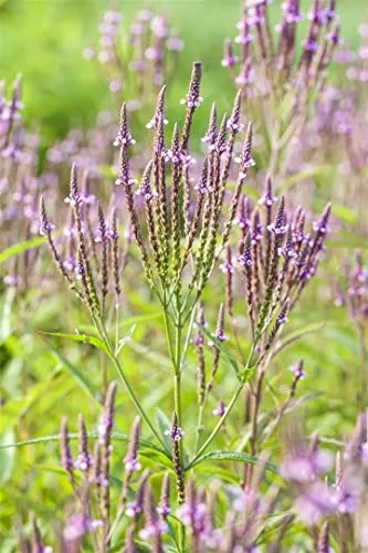 Verbena officinalis 9x9 cm Topf – Winterhart, Mehrjährig, Pflegeleicht – Eisenkraut – Staude für Beet & Rabatte