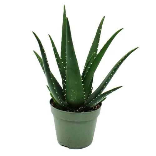 Aloe MEDIVERA Äquator - Neue Aloe vera Züchtung - 14cm Topf - ca. 30cm hoch
