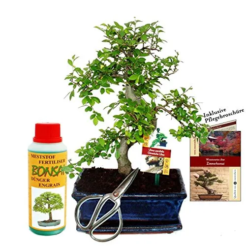 Exotenherz Bonsai Ulmus - Chinesische Ulme Geschenkset für Anfänger - Zimmerpflanzen Set mit 8 Jahre altem Bonsai Ulmus, inklusive Untersetzer, Dünger und Pflegebroschüre. Ideal für kühle Zimmer und liebevoll von Hand gestaltet.