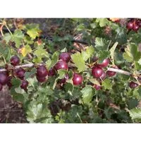 Jostabeere Ribes x nidigrolaria - 90 cm Stammhöhe - Elegantes Obststämmchen mit großen, aromatisch-süßsäuerlichen Beeren. Ideal für Garten oder Balkon, robust und pflegeleicht. Bringt Ertrag und Struktur in Ihren Außenbereich.