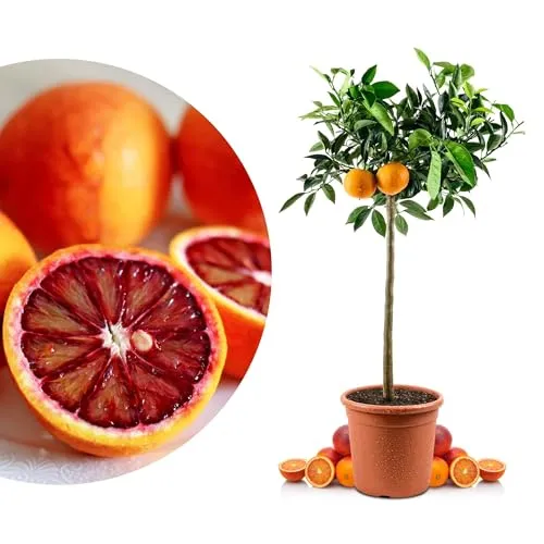 Blutorangenbaum Tarocco Grande in rot von Meine Orangerie