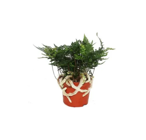 Exotenherz Pflanzen von Exotenherz