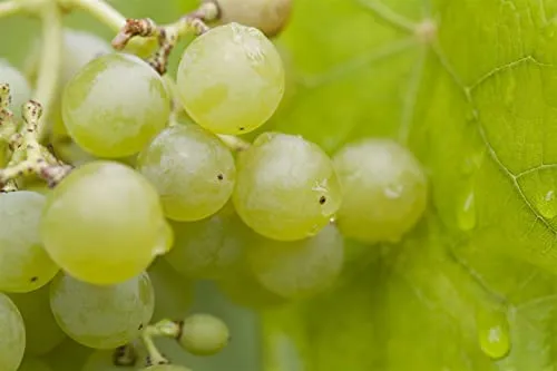 Vitis vinifera 'Romulus' - Pflegeleichte Weinrebe mit kernlosen Trauben - Obstsamen & -pflanzen, bietet süße, kernlose Trauben, ideal für Frischverzehr und Wein. Perfekt für Pergolen, winterhart bis -20 °C und pflegeleicht.