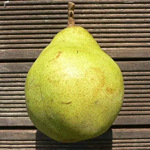 Vereinsdechantsbirne Winterbirne Birnenbaum Buschbaum ca 110-140 cm auf Quitte A