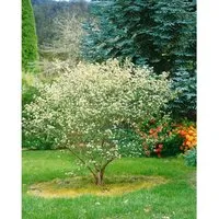 Aronia Arbutifolia Rote Apfelbeere - Dekorative Früchte für Ihren Garten - Beerensträucher mit leuchtend roten Beeren, weißen Blüten und spektakulär rotem Herbstlaub. Pflegeleicht und ideal für Hecken, zieht Bienen an. Wuchshöhe 60–100 cm.