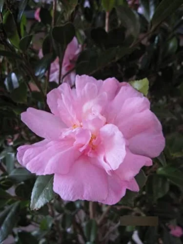 Camellia sasanqua - Herbstblühende Kamilie