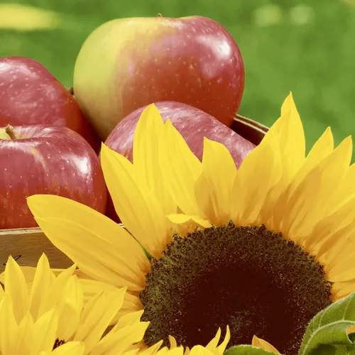 Servietten Sunflower Apples Sonnenblumen Äpfel Ernte Sommer Früchte Tischdeko 20