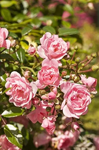 Rosa 'The Fairy' - Pflegeleichte Bodendeckerrose - Zartrosa Blüten, die Bienen und Schmetterlinge anziehen. Ideal für Rabatten und Gartenanfänger, winterhart bis -20 °C und perfekt für sonnige bis halbschattige Lagen.