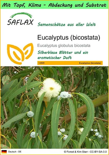 SAFLAX Blumensamen SAFLAX - Garden to go - Eucalyptus (bicostata)