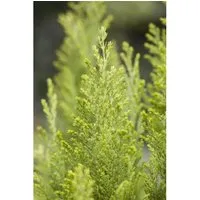 Chamaecyparis Lawsoniana Ellwoods Empire 15–20 cm Immergrün