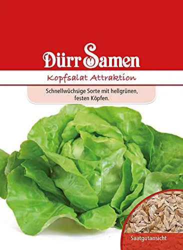 Dürr Samen 0130 Kopfsalat Attraktion (Kopfsalatsamen)
