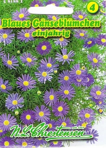 Blaues Gänseblümchen Brachycome iberidifolia Ampel- und Rabattenpflanze