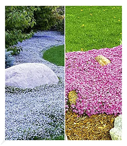 BALDUR Garten Winterhart Bodendecker-Kollektion pink und blau, 3 Pflanzen Isotoma Blue Foot® und 3 Pflanzen Teppichphlox Emerald Pink, winterharte Stauden, mehrjährig, blühend