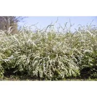 Spiraea Thunbergii Thunbergs Spiere Weiß 40–60 cm