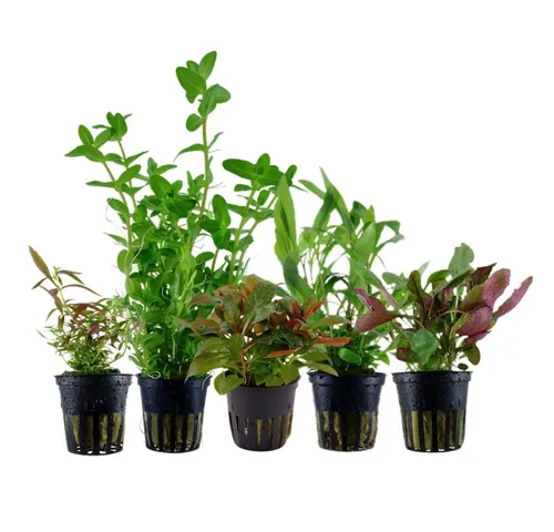 Wasserpflanzen von AquaOne