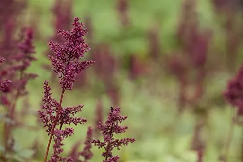 Astilbe x arendsii 'Glut' 9x9 cm Topf – Winterhart, Mehrjährig, Pflegeleicht – Prachtspiere – Staude für Garten & Schattenbeet