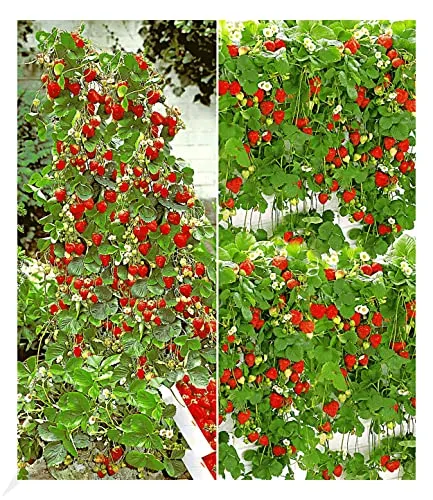 BALDUR Garten Erdbeer-Kollektion Hummi®, 4 Pflanzen je 2 Pflanzen der original Klettererdbeere und Hängeerdbeere,schnellwachsende Klettererdbeeren, selbstfruchtend, winterhart, Fragaria x ananassa