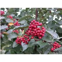 Sorbus aria 'Wilfrid Fox' - Mehlbeere 80 cm - Bienenfreundliche Heckenpflanze mit silbernen Blättern und weißen Blüten. Pflegeleicht und winterhart bis -20 °C, ideal für Gartenanfänger und kalte Klimazonen.