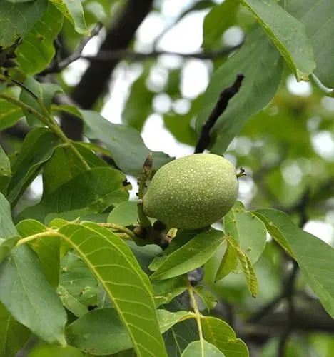 Walnuss Geisenheimer Walnuss 125-150cm