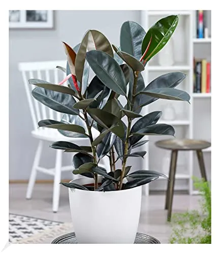 BALDUR-Garten Bäume von BALDUR-Garten