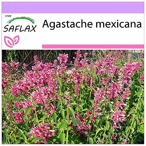 SAFLAX von Saflax