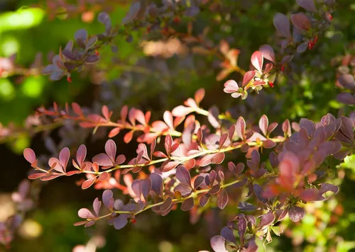 Berberis thunbergii ‘Atropurpurea’ - Rote Heckenberberitze - Ziergehölz mit intensiv purpurrotem Laub, ideal für Hecken oder als Solitär. Pflegeleicht und stadtklimafest, bringt sie Farbe und Struktur in jeden Garten.