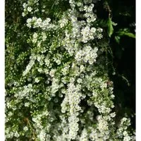 Produktbild Myrtenaster Schneetanne - Aster ericoides