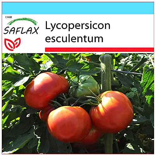 SAFLAX - Geschenk Set - Tomate - Rose de Berne - 10 Samen - Mit Geschenk- / Versandbox, Versandaufkleber, Geschenkkarte und Anzuchtsubstrat - Lycopersicon esculentum