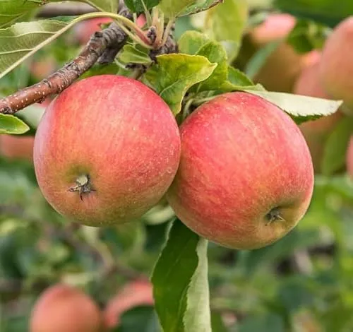 Rubinette Rosso, Herbstapfel, Buschbaum (kleinbleibend), 120-140cm, im Topf