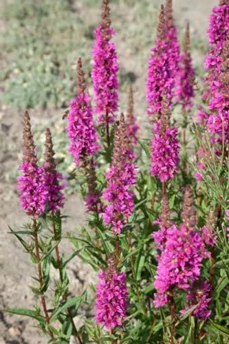 Lythrum salicaria 'Zigeunerblut' 11x11 cm Topf – Winterhart, Mehrjährig, Pflegeleicht – Blutweiderich – Staude für Teichrand & Feuchtbeet