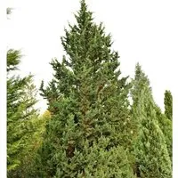 Gartenzypresse Wisselii 25-30cm