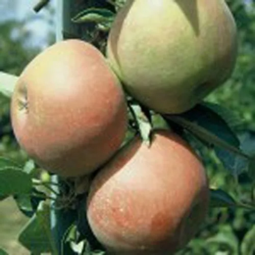 Holsteiner Cox, Herbstapfel Apfel Buschbaum ca. 110-140 cm 10 Liter Topf, M 26