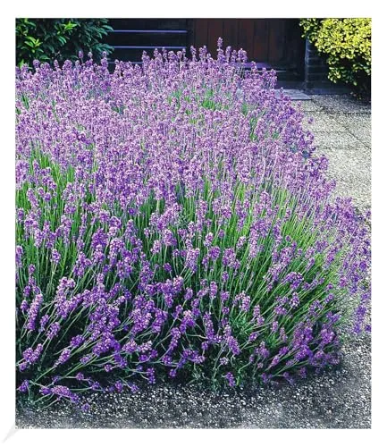 BALDUR Garten Blauer Lavendel Duftlavendel, 3 Pflanzen Lavandula angustifolia echter Lavendel, winterharte Staude, trockenresistent, mehrjährig, bienenfreundlich und schmetterlingsfreundlich, blühend