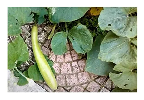 Stk - 5x Lagenaria siceraria Cucuzi Kalebasse Kürbis Garten Pflanzen - Samen KS142 - Seeds & Plants Shop by Ipsa