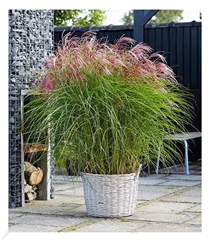 BALDUR Garten Miscanthus Red Cloud® - Ziergras und winterharte Staude, blühend von Spätsommer bis Winter, pflegeleicht und ideal für sonnige bis halbschattige Standorte.