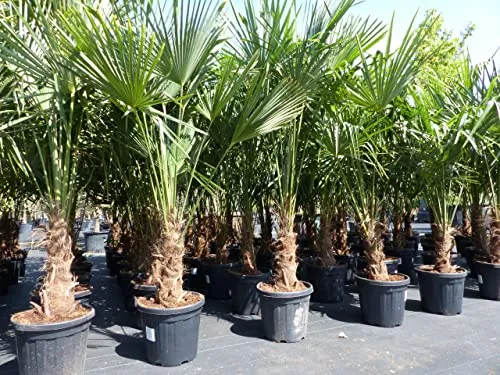 gruenwaren jakubik XXL Palme winterhart 180-190 cm - Baumsamen & -pflanzen: Winterharte Trachycarpus fortunei Hanfpalme in Premiumqualität, ideal für Garten und Terrasse, kräftige Stämme und bis zu 190 cm hoch.