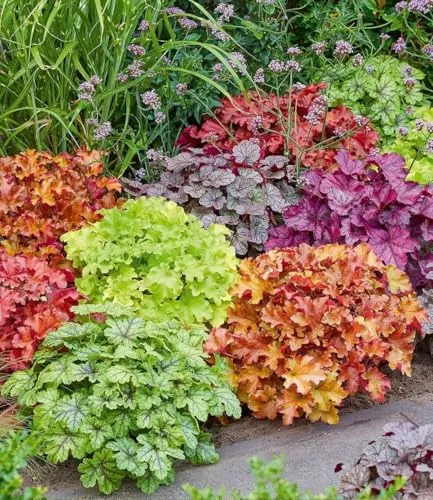 BALDUR Garten 5er Heuchera-Mix 'Farbenpracht', Pflanzen im 9x9 cm-Topf, leuchtstarke Blattschmuck-Stauden, bilden immergrüne Teppiche, winterhart, mehrjährig, pflegeleicht, ideal für Garten & Beet