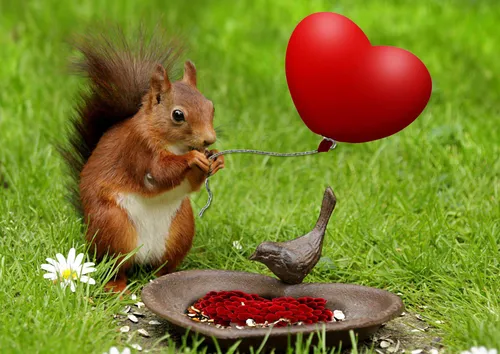 hansepuzzle 18888 - Eichhörnchen Puzzle, 260 Teile, Tierwelt, 41,0 x 28,0cm mit hochwertiger Aufbewahrung, Kartonbox & Beutel