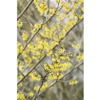 Hamamelis intermedia 'Arnold Promise' - Zaubernuss - Ziergehölze mit leuchtend gelben Blüten im Winter, ideal für naturnahe Gärten und pflegeleicht. Attraktiv für Bienen und sorgt für farbenfrohe Akzente im Herbst.