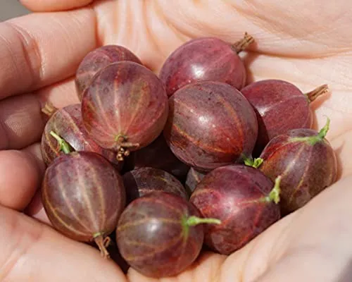 Hinnonmäki rot, Stachelbeere, robuste Sorte, Busch, 60cm im Topf