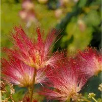Produktbild Hochstamm Seidenakazie Tropical Dream