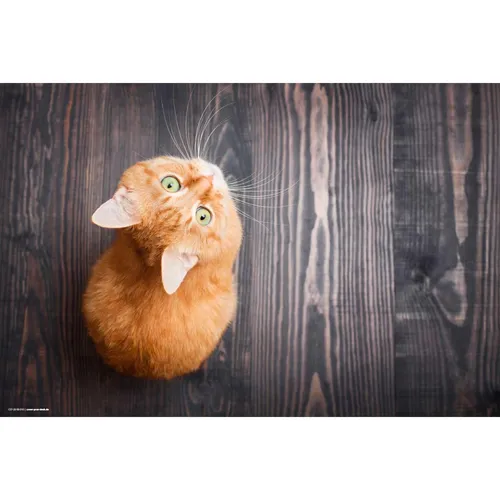 Cover-your-desk Schreibtischunterlage Orange Katze - Tierspielzeug für Kinder und Erwachsene, hochwertige, wasserabweisende Vinylunterlage in 60 x 40 cm, ideal für Home Office und Schule, schützt vor Schmutz und Kratzern.