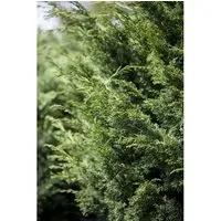 Juniperus Virginiana ‘Canaertii’ - Virginischer Wacholder 60–80 cm - Robustes, immergrünes Nadelgehölz mit pyramidalem Wuchs und dekorativen Zapfen. Ideal als Solitär oder Sichtschutz. Pflegeleicht und widerstandsfähig gegen Wind und Trockenheit.