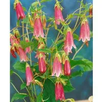 Campanula punctata 'Elizabeth' – Charmante Glockenblume in Rosa - Die Campanula punctata 'Elizabeth' ist eine bezaubernde Gartenstaude mit grazilen, rosa Glockenblüten. Ideal für Beete und Kübel, robust und pflegeleicht, sorgt sie für romantische Akzente in Ihrem Garten.