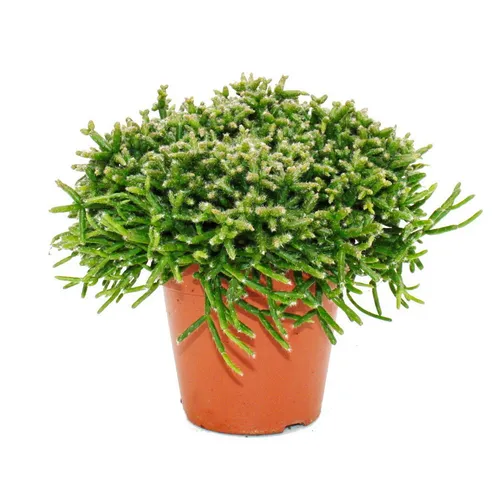 Exotenherz Kaktus Rhipsalis - Korallenkaktus - im 12cm Topf - sukkulente Zimmerpflanze
