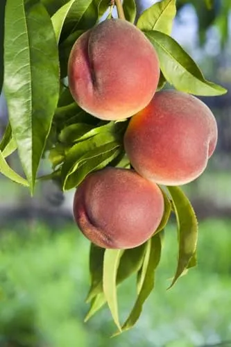 Prunus persica 'Roter Weinbergpfirsich' 150-200 cm - Obstsamen & -pflanzen mit saftigen, roten Früchten und intensivem Aroma, ideal für Obstgärten. Winterhart und pflegeleicht – perfekt für Hobbygärtner.