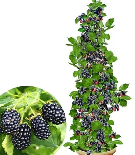 BALDUR Garten 2x Säulen-Brombeeren Navaho® 'Big&Early' dornenlos - 2-Liter Containertopf mit dornenlosen Brombeeren, ideal für kleine Gärten. Platzsparend und winterhart, mit geringem Pflegeaufwand für leckere Beeren.