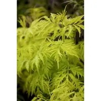 Sambucus racemosa 'Golden Lace' – Pflegeleichte Heckenpflanze mit goldgelbem Laub - Winterharte, mehrjährige Heckenpflanze Roter Holunder mit dekorativem, fein geschlitztem Laub. Ideal für Sichtschutz und bienenfreundlich. Robust und schnellwachsend für Garten und Kübel.